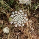 Морковь дикая — общий вид (Daucus carota)