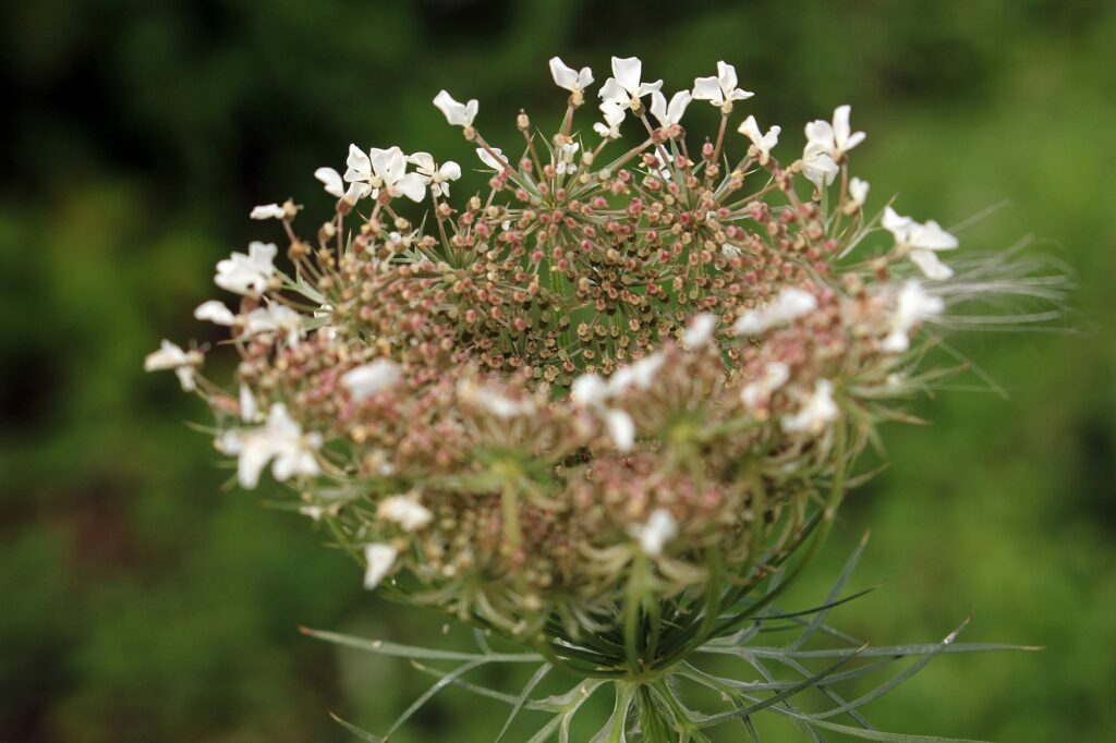 Морковь дикая — общий вид (Daucus carota)