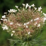Морковь дикая — общий вид (Daucus carota)