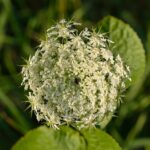 Морковь дикая — общий вид (Daucus carota)