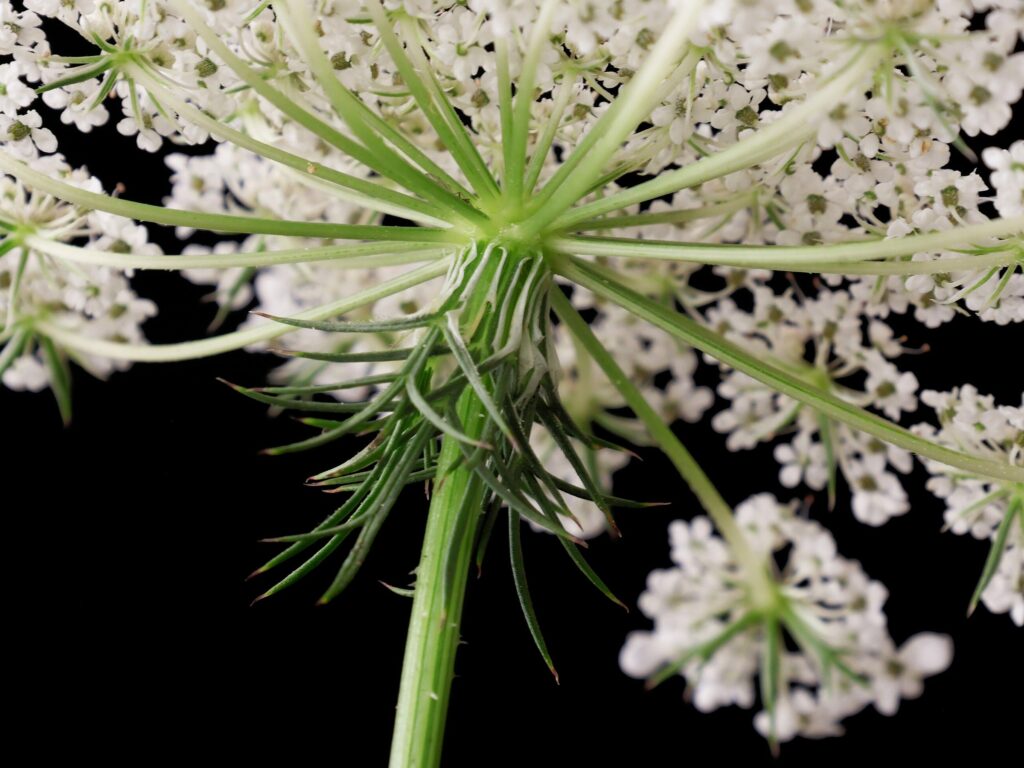 Морковь дикая — цветки (Daucus carota)
