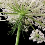 Морковь дикая — цветки (Daucus carota)