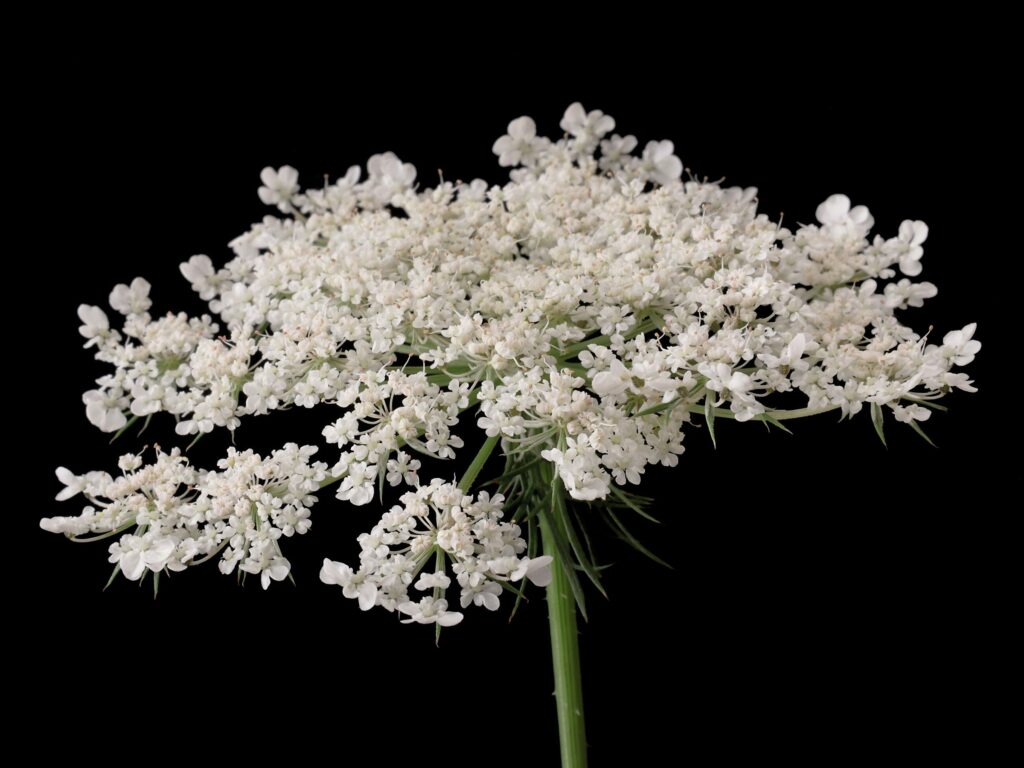 Морковь дикая — цветки (Daucus carota)