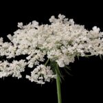 Морковь дикая — цветки (Daucus carota)