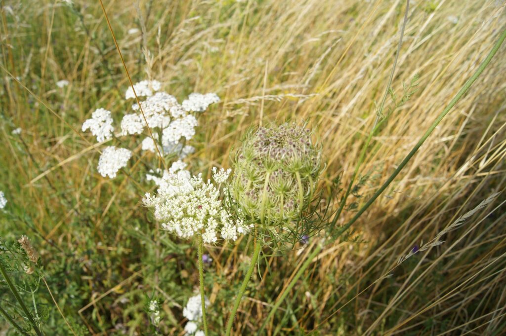 Морковь дикая — общий вид (Daucus carota)