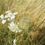 Морковь дикая — общий вид (Daucus carota)