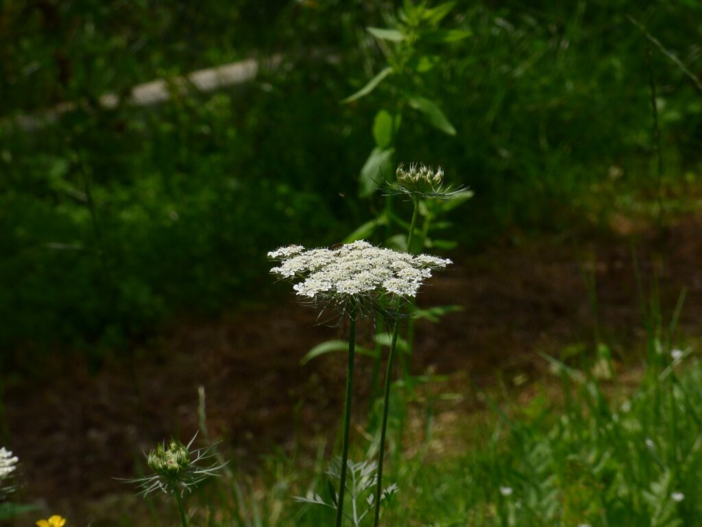Морковь дикая — общий вид (Daucus carota)