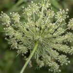 Морковь дикая (Daucus carota)