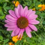 Эхинацея пурпурная — общий вид (Echinacea purpurea)