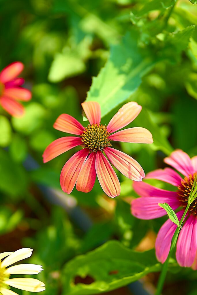 Эхинацея пурпурная — цветки (Echinacea purpurea)