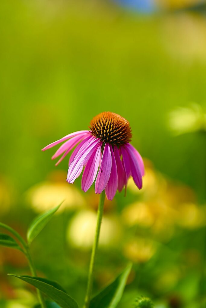 Эхинацея пурпурная — цветки (Echinacea purpurea)