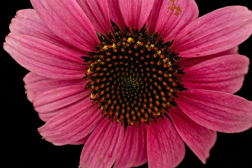 Эхинацея пурпурная — цветки (Echinacea purpurea)