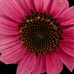 Эхинацея пурпурная — цветки (Echinacea purpurea)