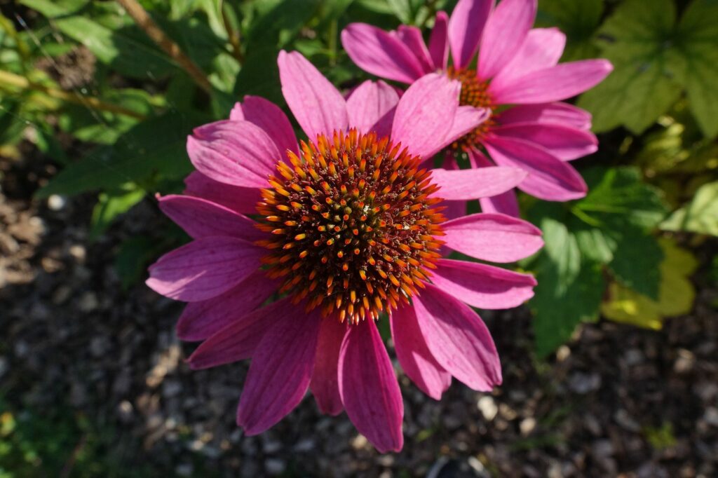 Эхинацея пурпурная — общий вид (Echinacea purpurea)