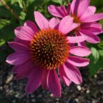 Эхинацея пурпурная — общий вид (Echinacea purpurea)