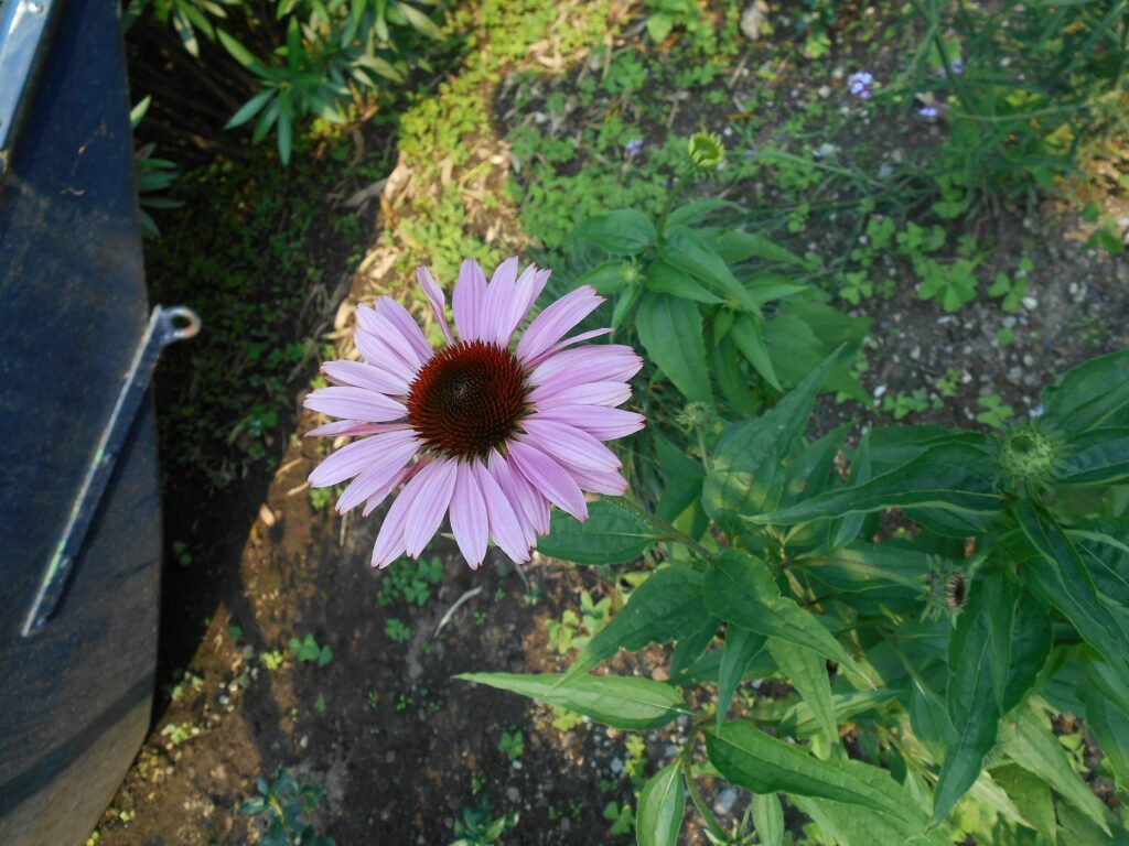Эхинацея пурпурная — общий вид (Echinacea purpurea)