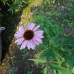 Эхинацея пурпурная — общий вид (Echinacea purpurea)