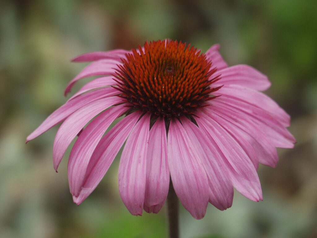 Эхинацея пурпурная — цветки (Echinacea purpurea)