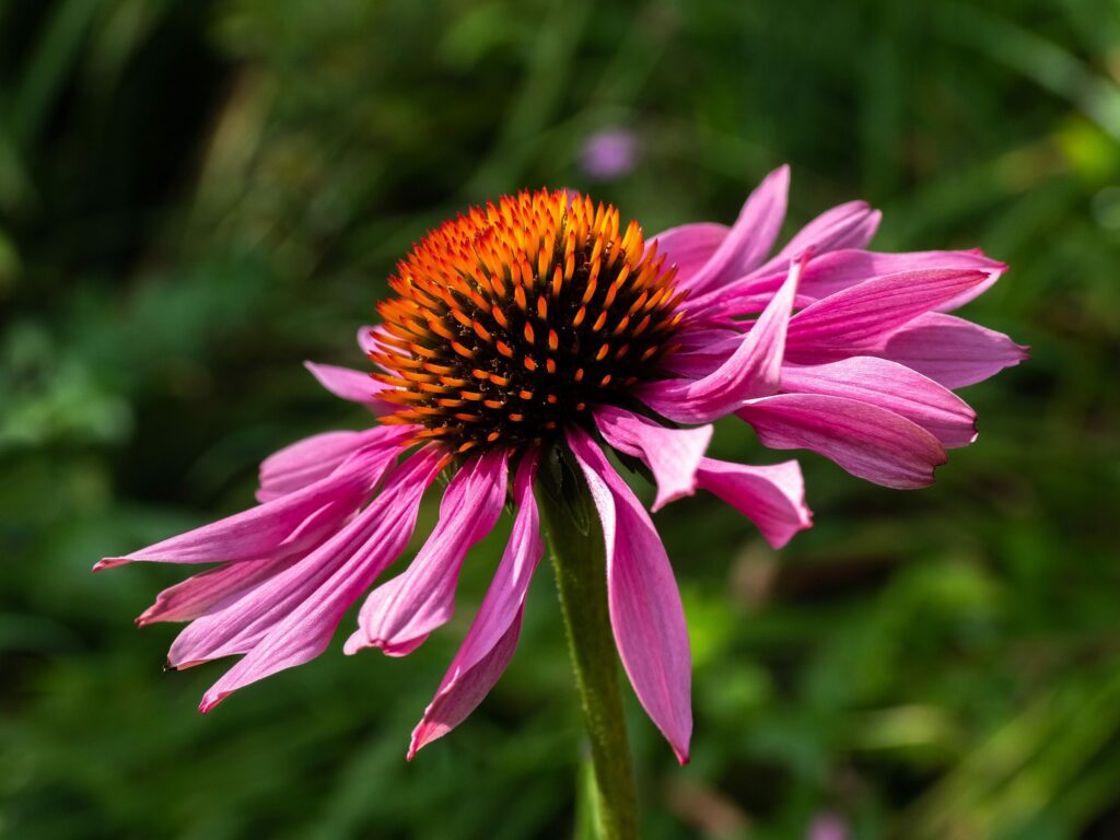 Эхинацея пурпурная — общий вид (Echinacea purpurea)