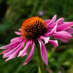 Эхинацея пурпурная — общий вид (Echinacea purpurea)