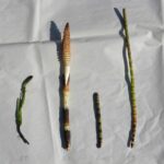 Хвощ полевой — общий вид (Equisetum arvense)