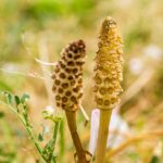 Хвощ полевой — цветки (Equisetum arvense)