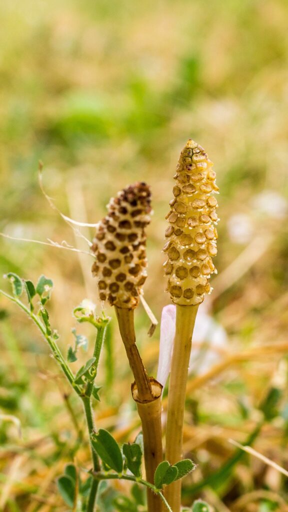 Хвощ полевой — цветки (Equisetum arvense)