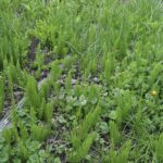 Хвощ полевой — плоды (Equisetum arvense)