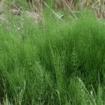 Хвощ полевой — общий вид (Equisetum arvense)