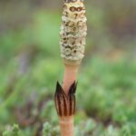 Хвощ полевой — общий вид (Equisetum arvense)