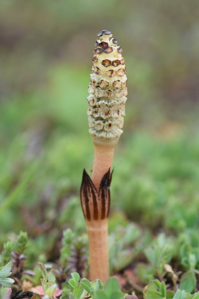 Хвощ полевой — общий вид (Equisetum arvense)