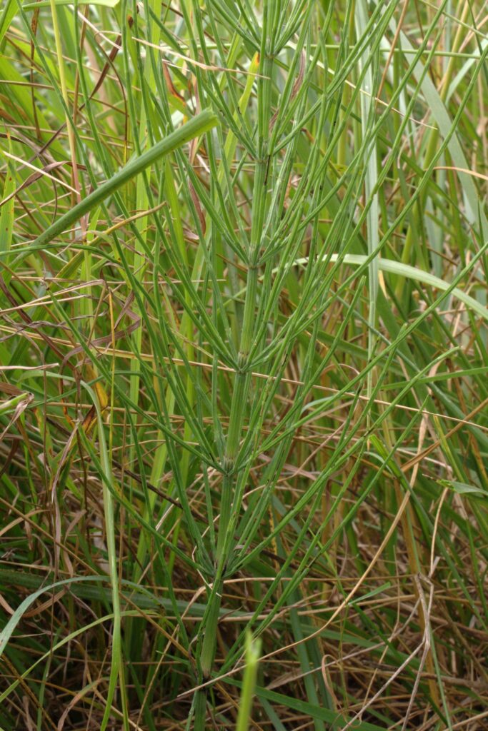 Хвощ полевой — общий вид (Equisetum arvense)