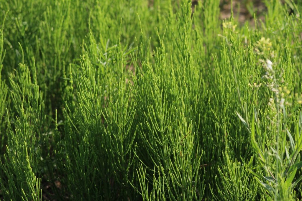 Хвощ полевой — общий вид (Equisetum arvense)