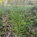 Хвощ полевой — общий вид (Equisetum arvense)