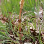 Хвощ полевой — общий вид (Equisetum arvense)