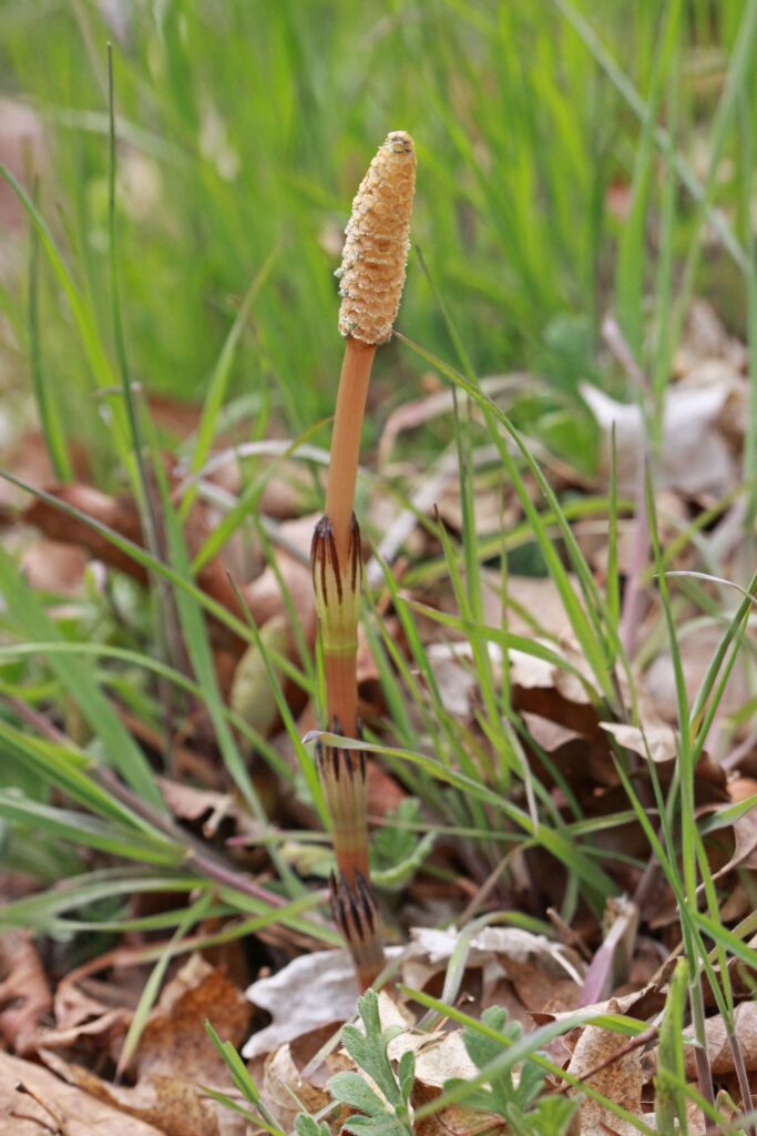 Хвощ полевой — общий вид (Equisetum arvense)