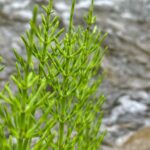 Хвощ полевой (Equisetum arvense)