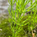 Хвощ полевой (Equisetum arvense)