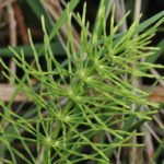 Хвощ полевой (Equisetum arvense)