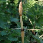 Хвощ полевой (Equisetum arvense)