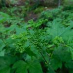 Лабазник камчатский — общий вид (Filipendula camtschatica)