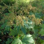 Лабазник камчатский — общий вид (Filipendula camtschatica)