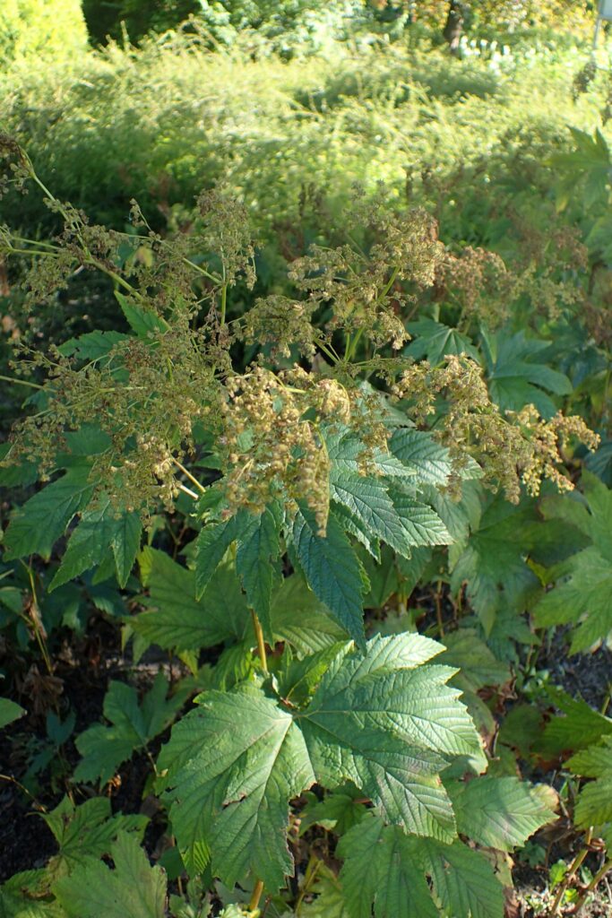 Лабазник камчатский — общий вид (Filipendula camtschatica)