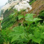 Лабазник камчатский — общий вид (Filipendula camtschatica)