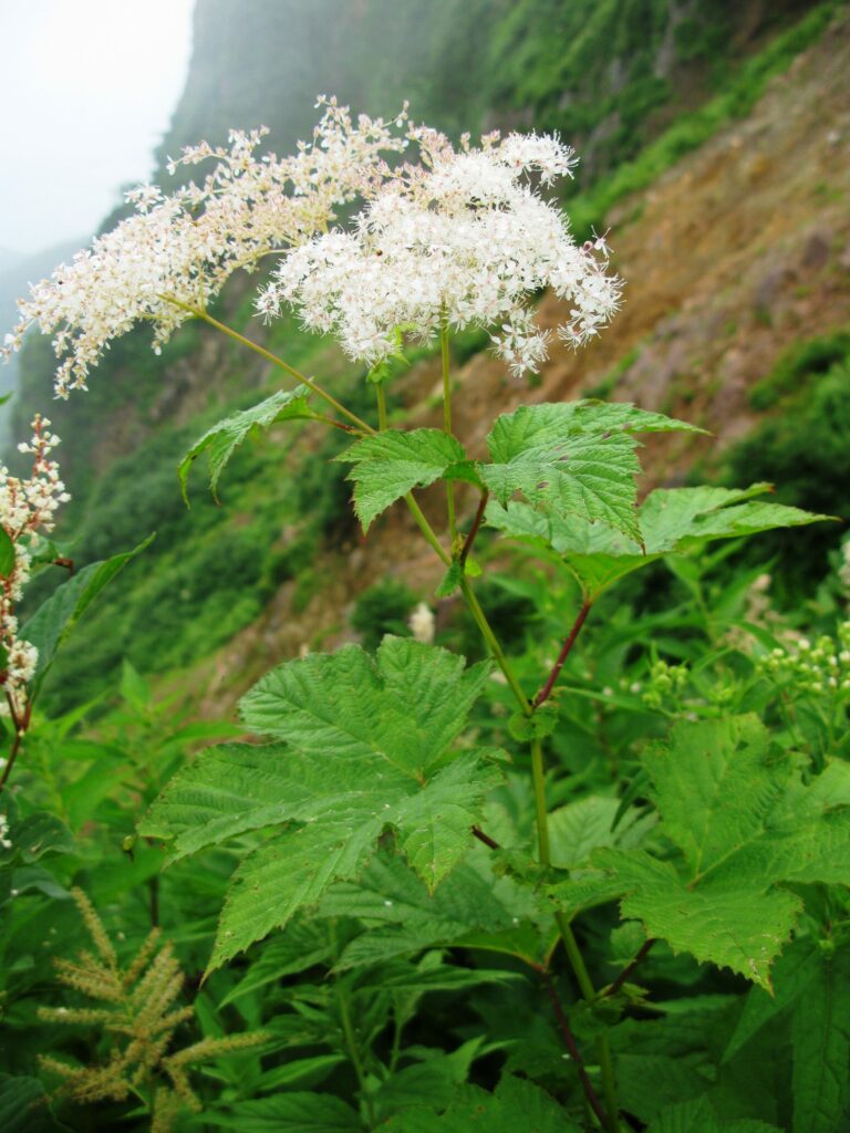 Лабазник камчатский — общий вид (Filipendula camtschatica)