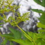 Лабазник камчатский — плоды (Filipendula camtschatica)