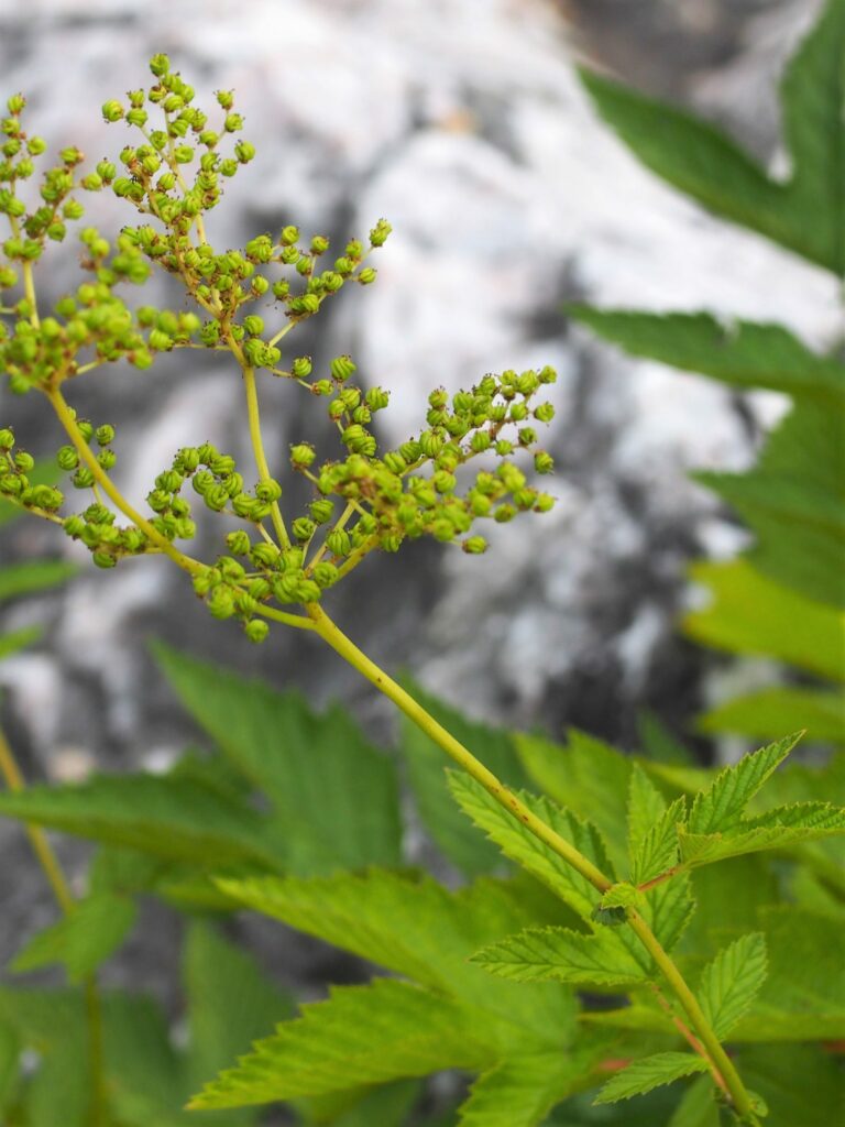 Лабазник камчатский — плоды (Filipendula camtschatica)