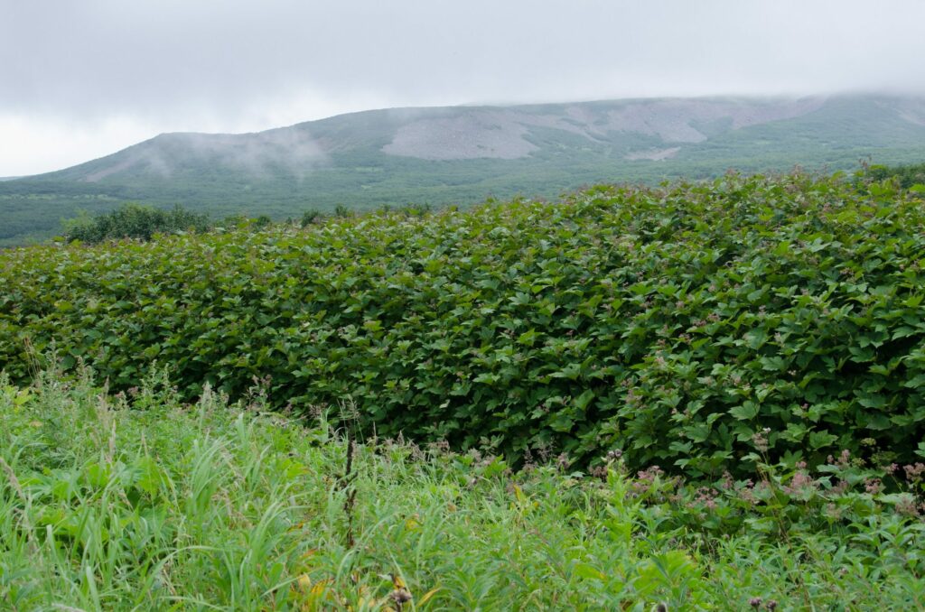 Лабазник камчатский — общий вид (Filipendula camtschatica)