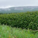 Лабазник камчатский — общий вид (Filipendula camtschatica)