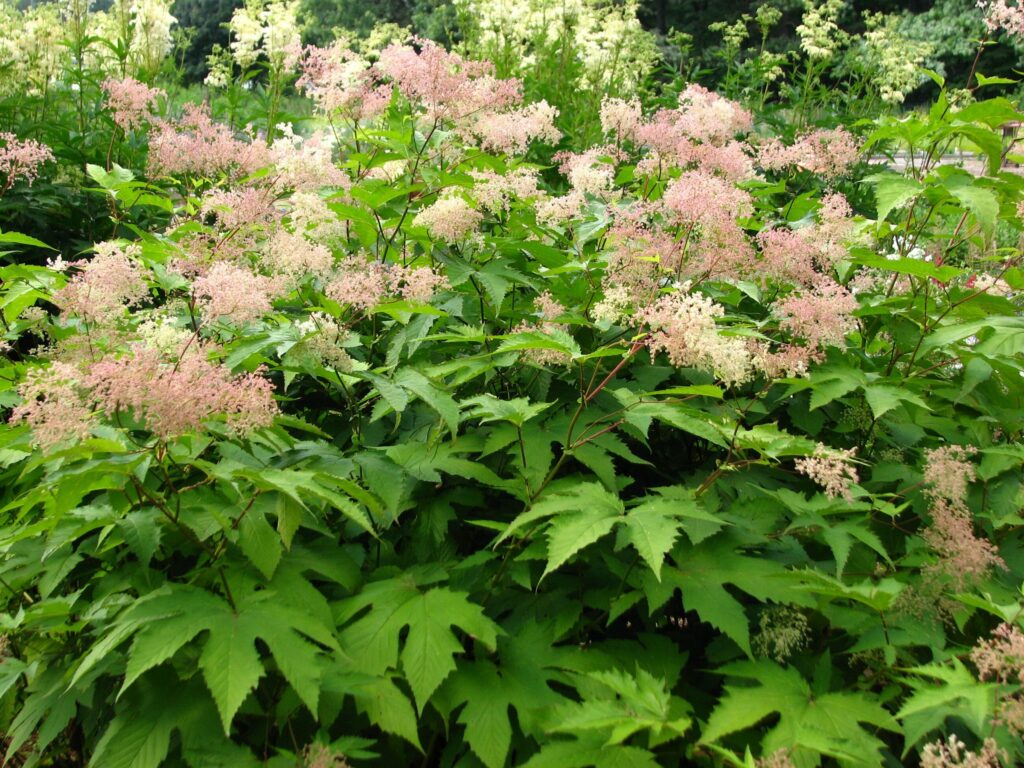Лабазник камчатский — общий вид (Filipendula camtschatica)